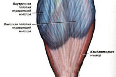 Тренировочный секрет эффективной накачки камбаловидной мышцы