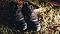 Кроссовки мужские SALOMON SPEEDCROSS 5 GTX - фото № 1