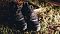Кроссовки мужские SALOMON SPEEDCROSS 5 GTX - фото № 4